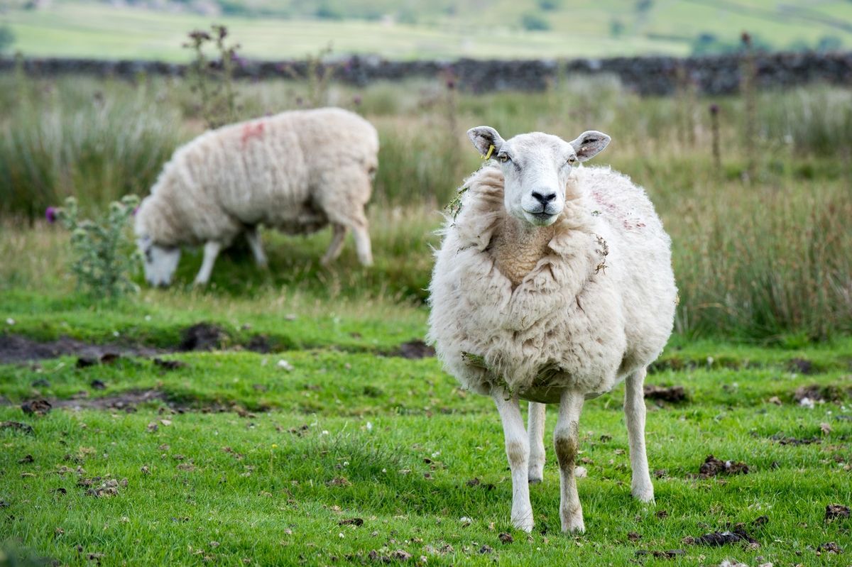 Ovce s plenou ve vlaku rozhořčila polského konzervativního politika
