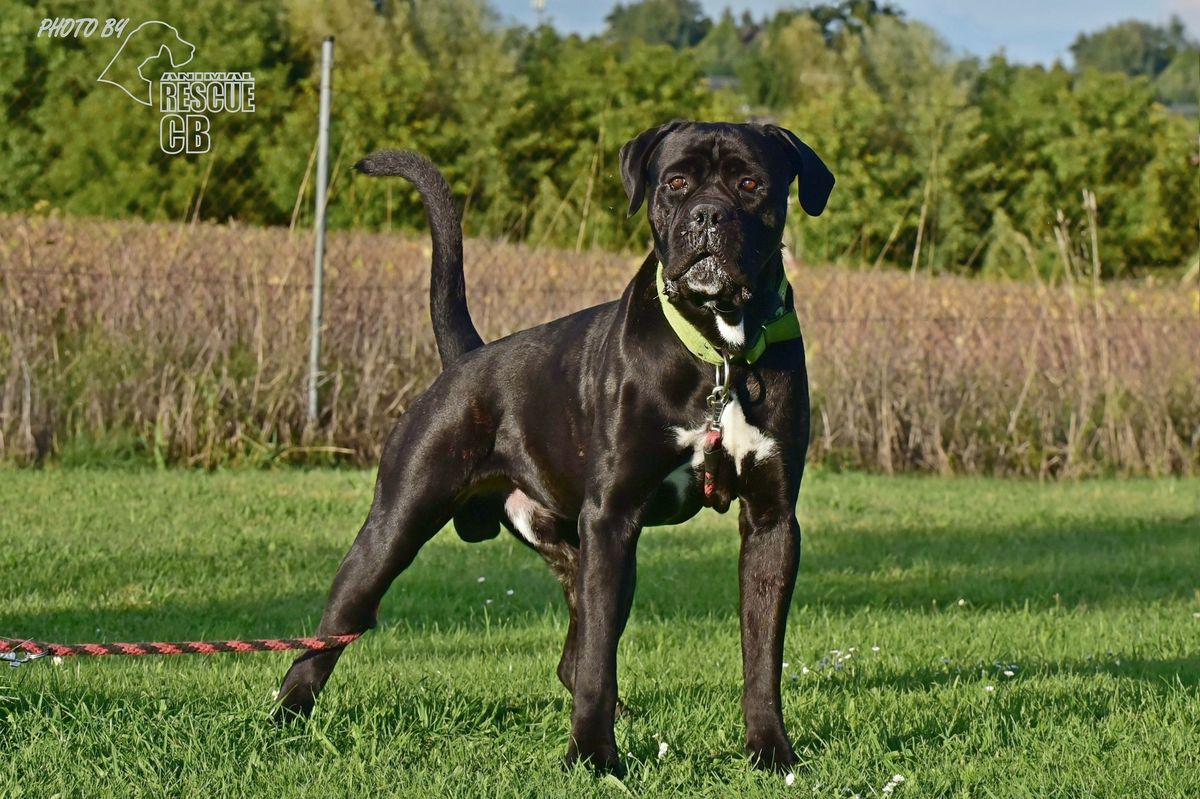 Obří pes Valda s pohnutým osudem zabodoval na cvičišti