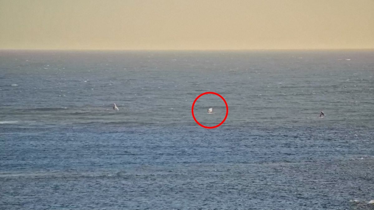 Žralok v Austrálii zaútočil na surfaře a vykousl mu díru do prkna