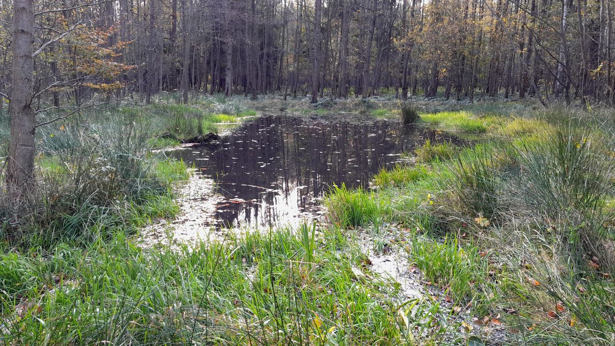 Zelené srdce Třince získá více vody, v lesoparku přibydou tůně