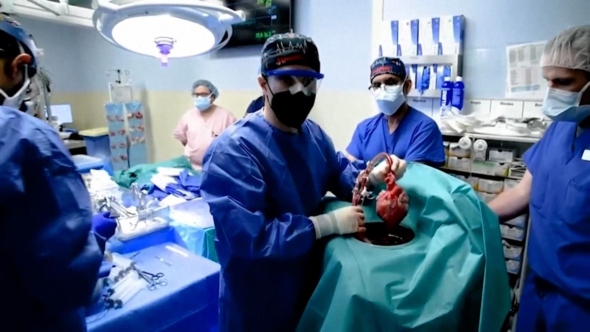V USA zahájili první klinickou studii transplantace prasečích ledvin