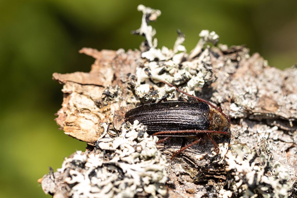 Modrému mauriciovi mezi brouky se na Šumavě daří