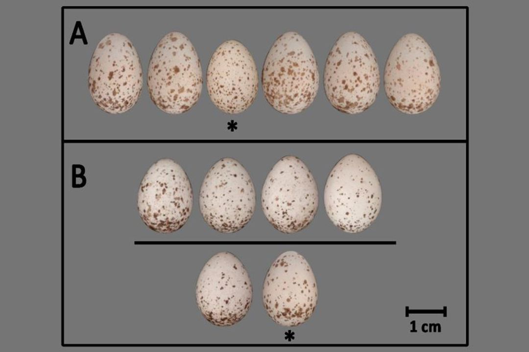 Vědci z ČR a Anglie naučili AI hledat ptačí podvodníky, v hnízdě pozná cizí vejce 