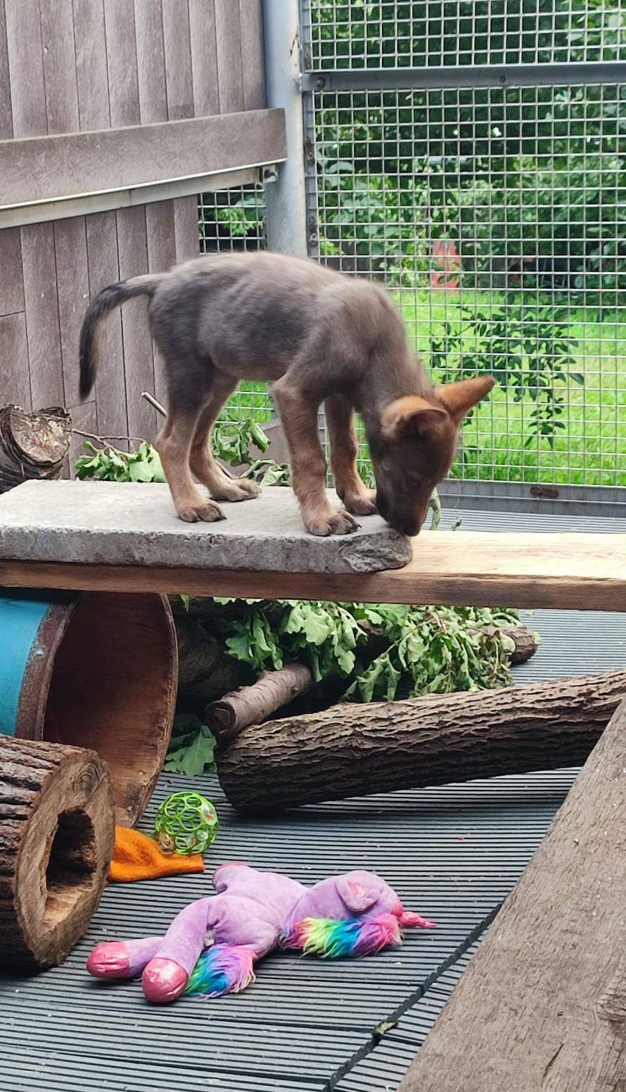 Dorka postupně dospívala.