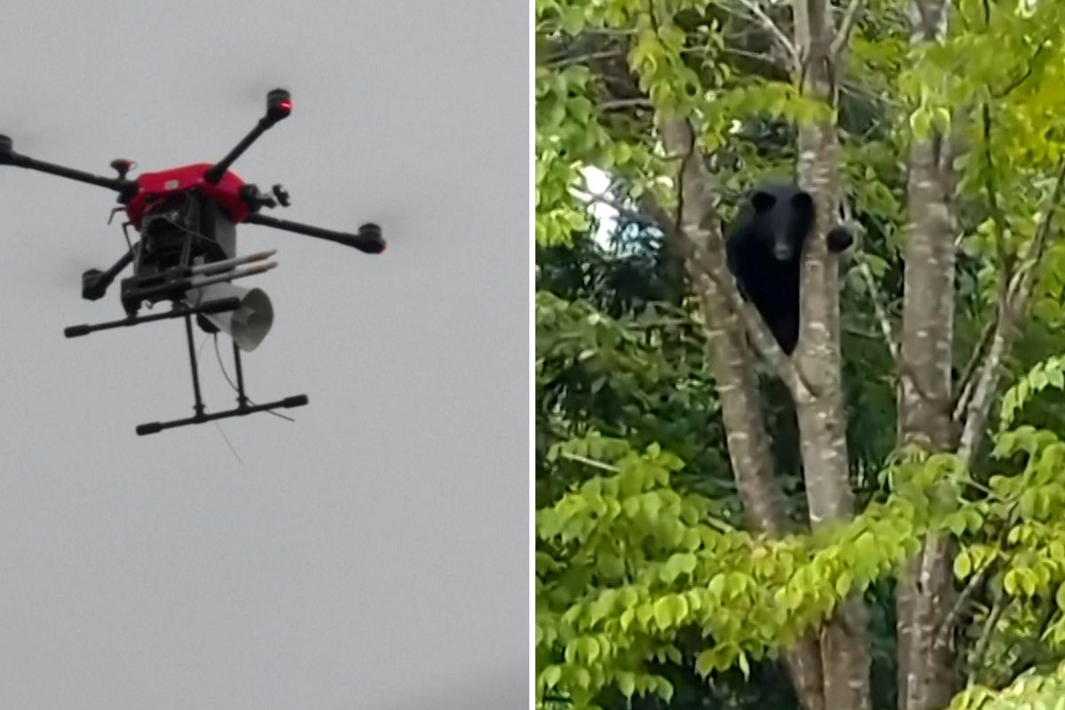 V Japonsku nasadili do boje proti medvědům štěkající drony