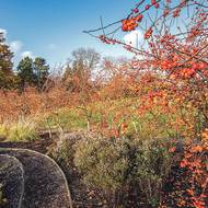 U okrasné jabloně má velký smysl se zamýšlet nad tím, jaký tvar bude mít výsledný strom.