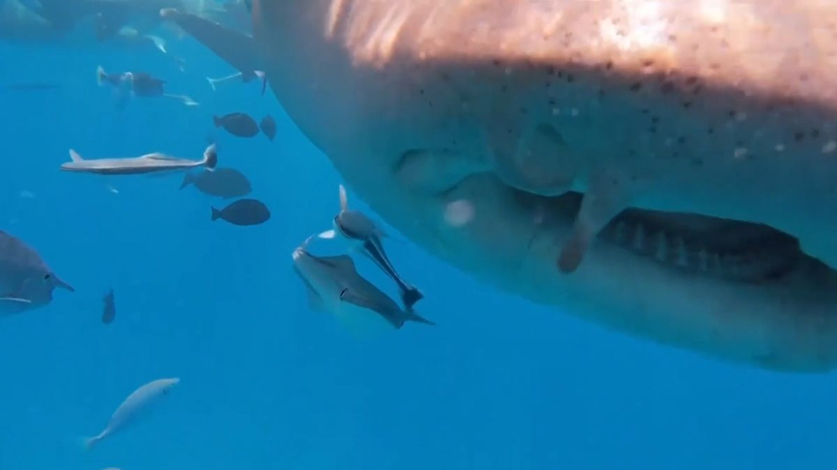 Žralok schlamstl potápěčovu kameru, natočila jeho útroby