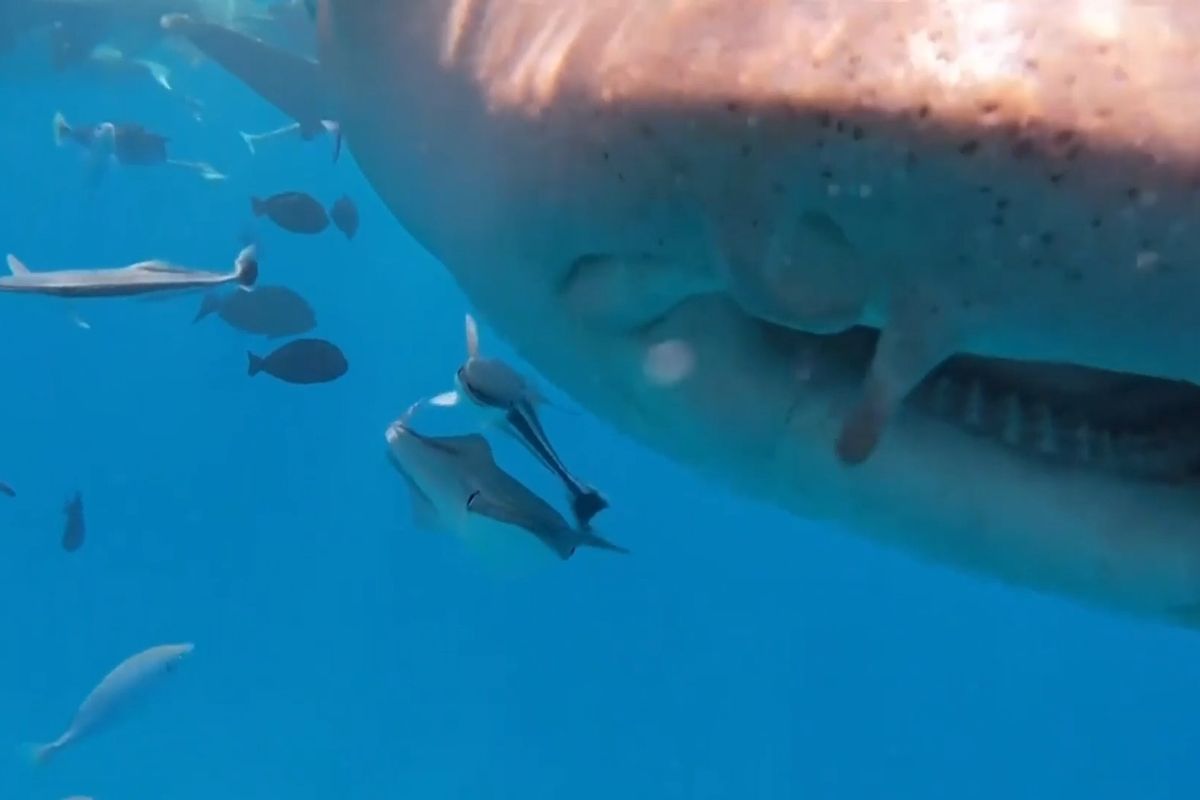 Žralok schlamstl potápěčovu kameru, natočila jeho útroby