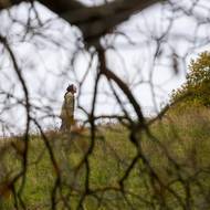 Máma, nový film Jiřího Stracha. Exceluje v něm Elizaveta Maximová.
