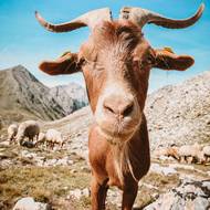 Občas má člověk na trailu nečekanou společnost; zvědavý kozel ve francouzských Alpách.