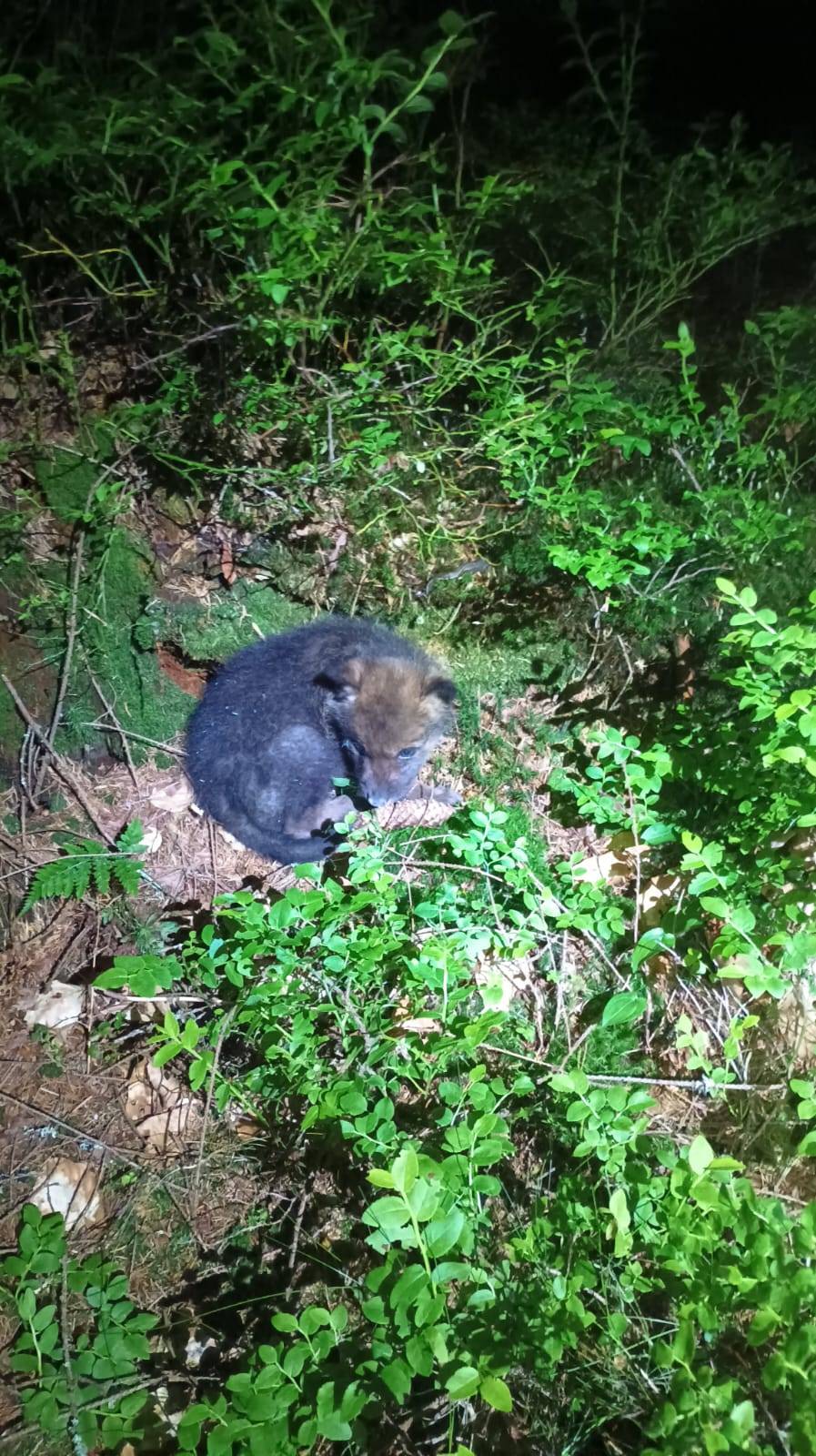 Lesníci vlčí mládě našli letos v létě ve strži v Beskydech.