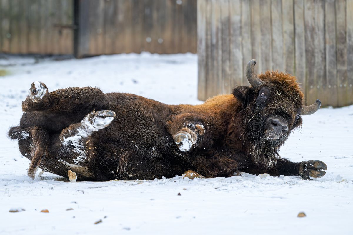 Návštěvníci pražské zoo si mohou užít zubry na sněhu, otužilí jsou i plameňáci