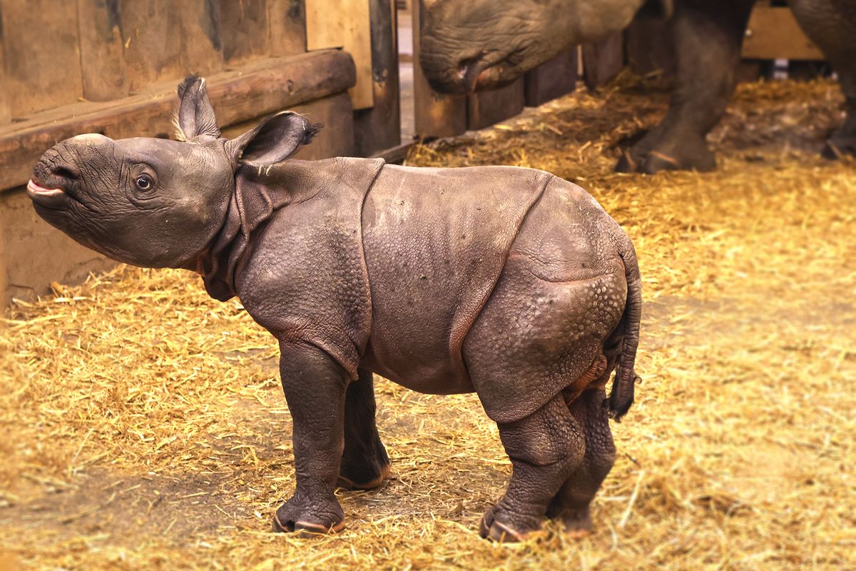 Je to kluk. V plzeňské zoo se narodilo mládě nosorožce indického 