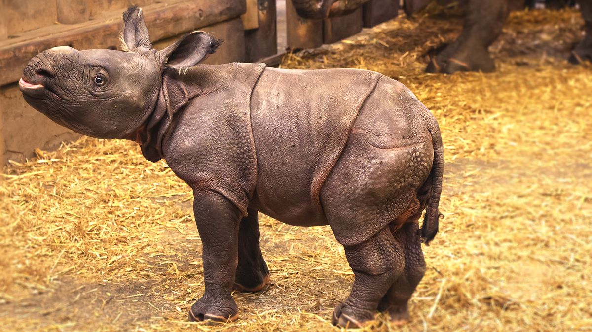 Je to kluk. V plzeňské zoo se narodilo mládě nosorožce indického