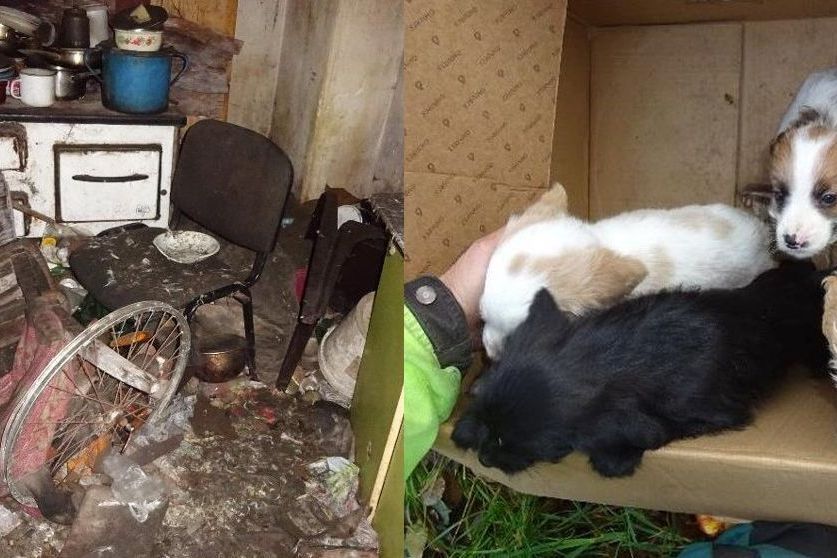 Na vodu v kýblu nedosáhla. Štěňata na Plzeňsku žila v otřesných podmínkách