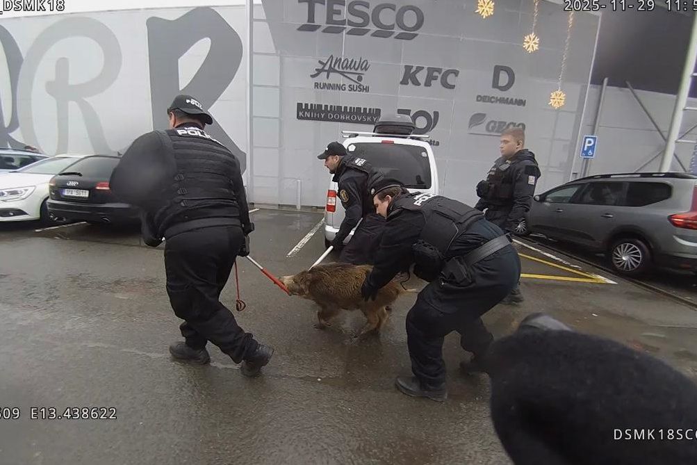 Po plzeňském obchoďáku pobíhal divočák. Strážníci ho chytili u pečiva 