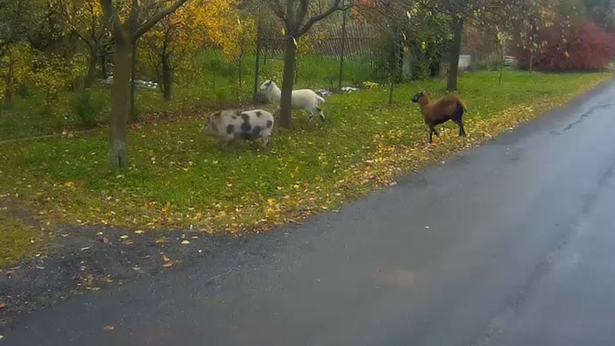 Prase a dvě kozy si v Brně zašly do prodejny s luxusními vozy, odchytávali je strážníci