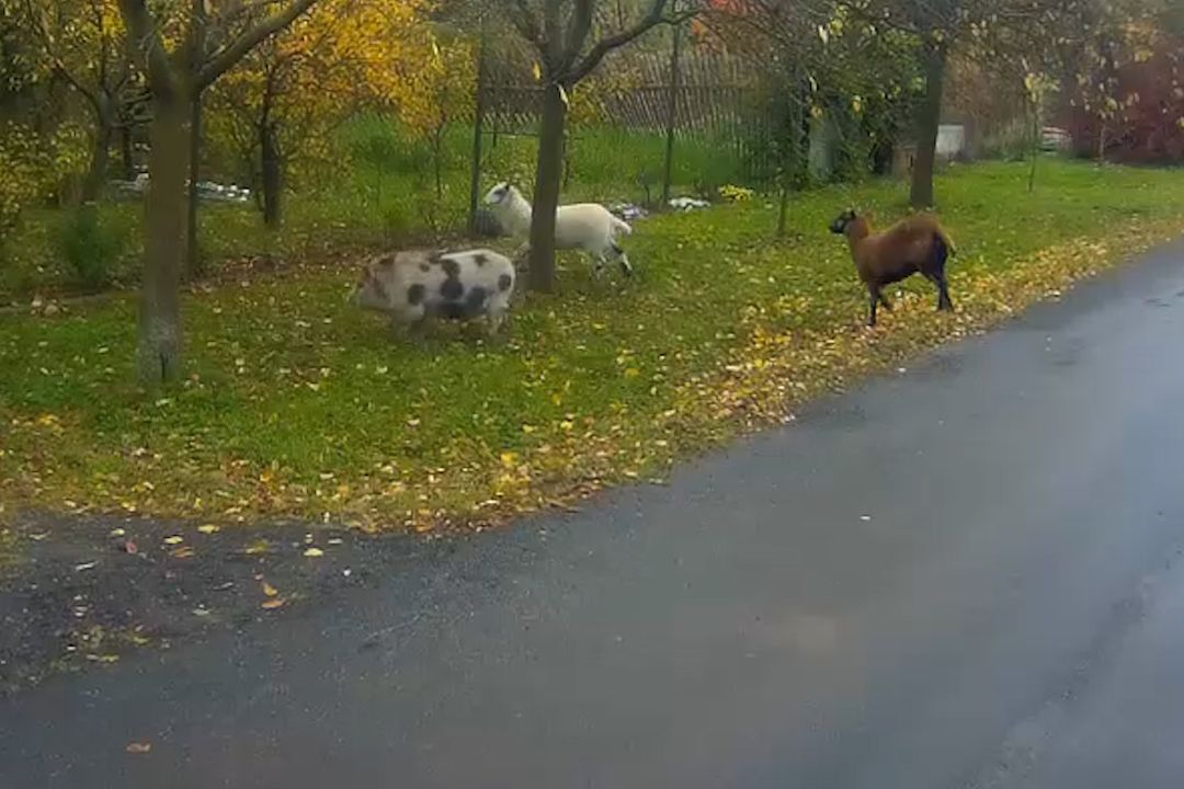 Prase a dvě kozy si v Brně zašli do prodejny s luxusními vozy. Odchytávali je strážníci