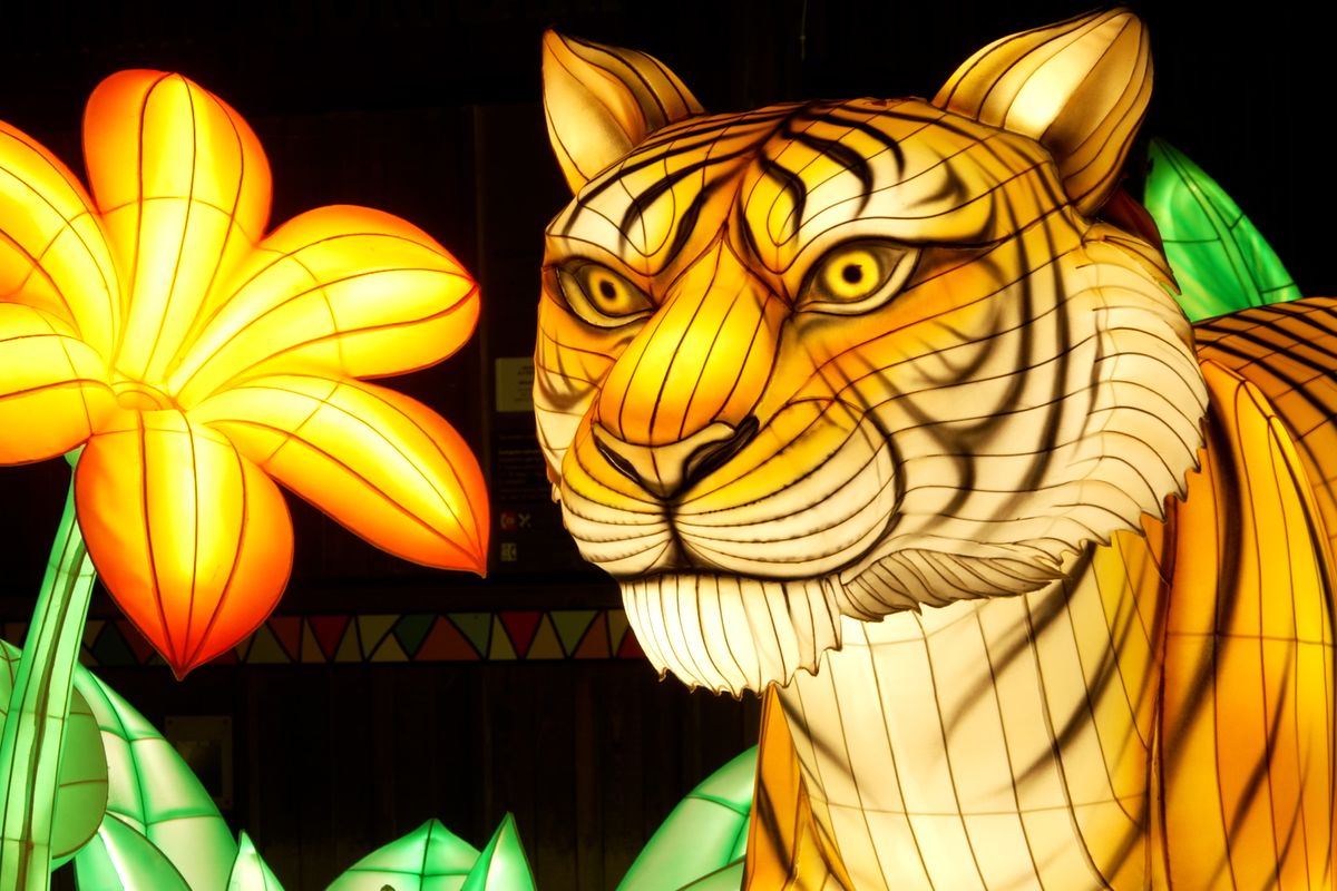 Světelná výstava podruhé v pražské zoo. Ve tmě září slon, tygr i panda