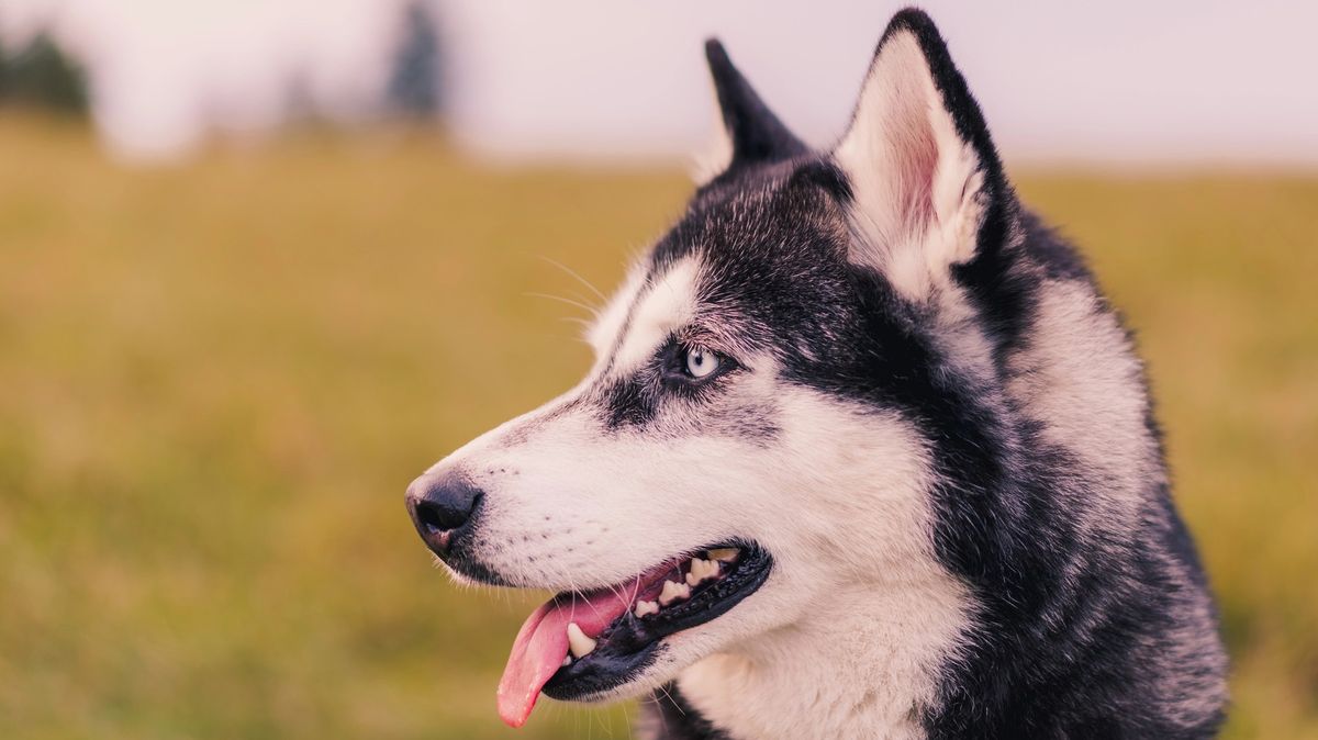 Pes při loupeži zmizel. Našli ho po sedmi letech na ulici