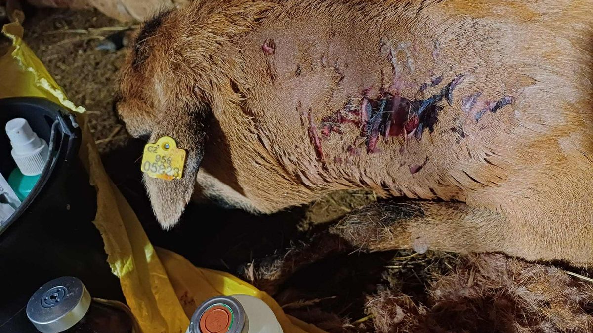 U Ústí nad Orlicí neútočili vlci, ale psi