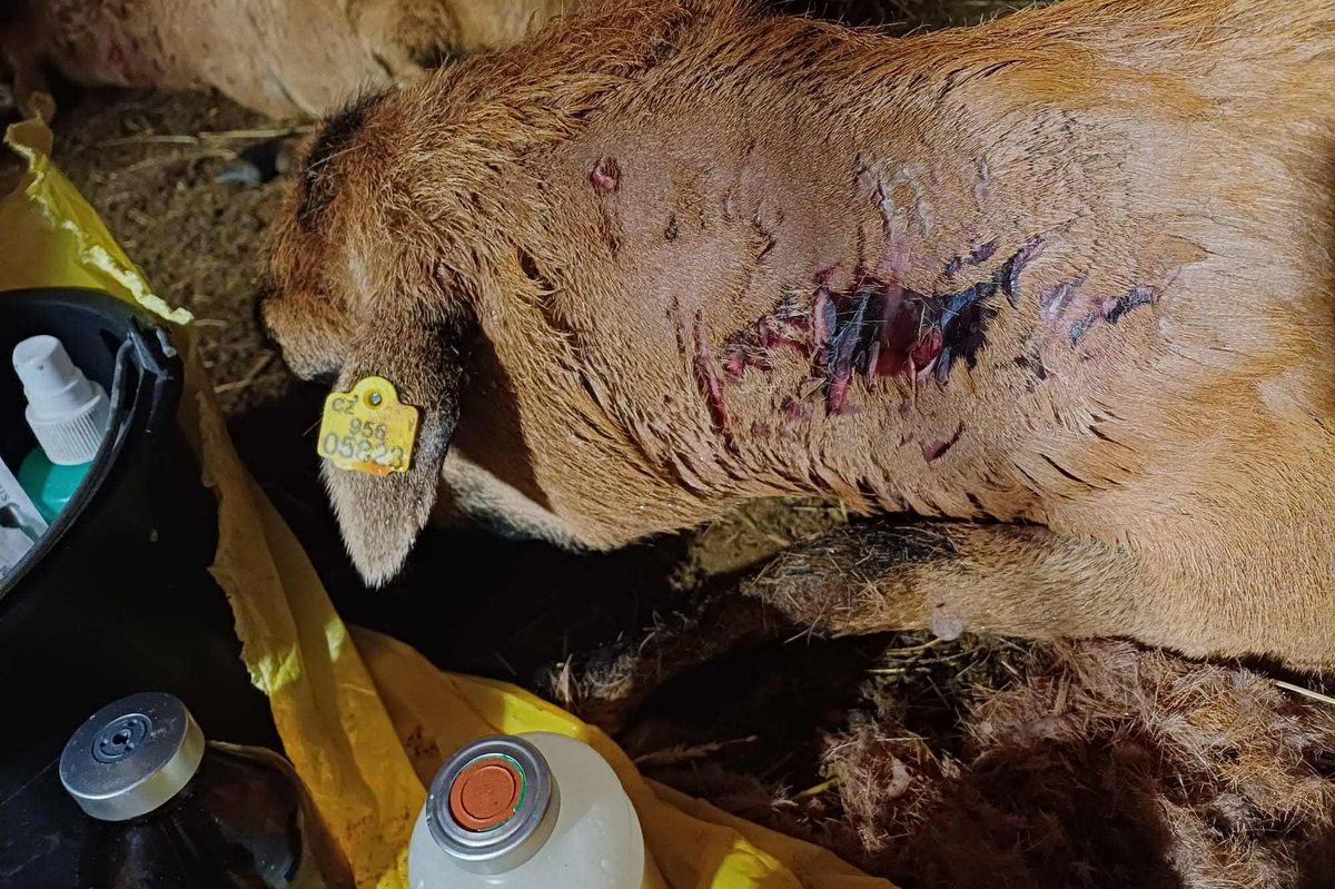 U Ústí nad Orlicí neútočili vlci, ale psi