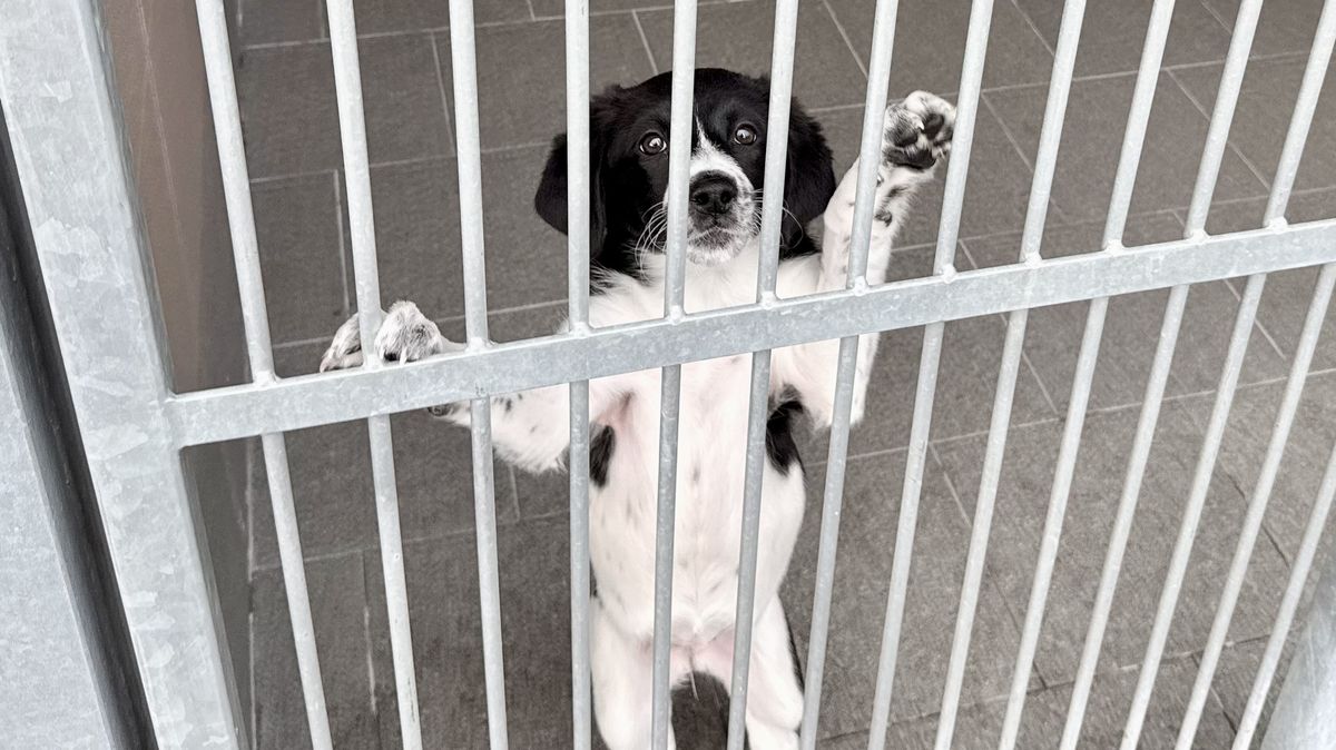 V Ostravě někdo vyhodil sedm štěňat. Našla se v krabici u útulku a také v popelnici