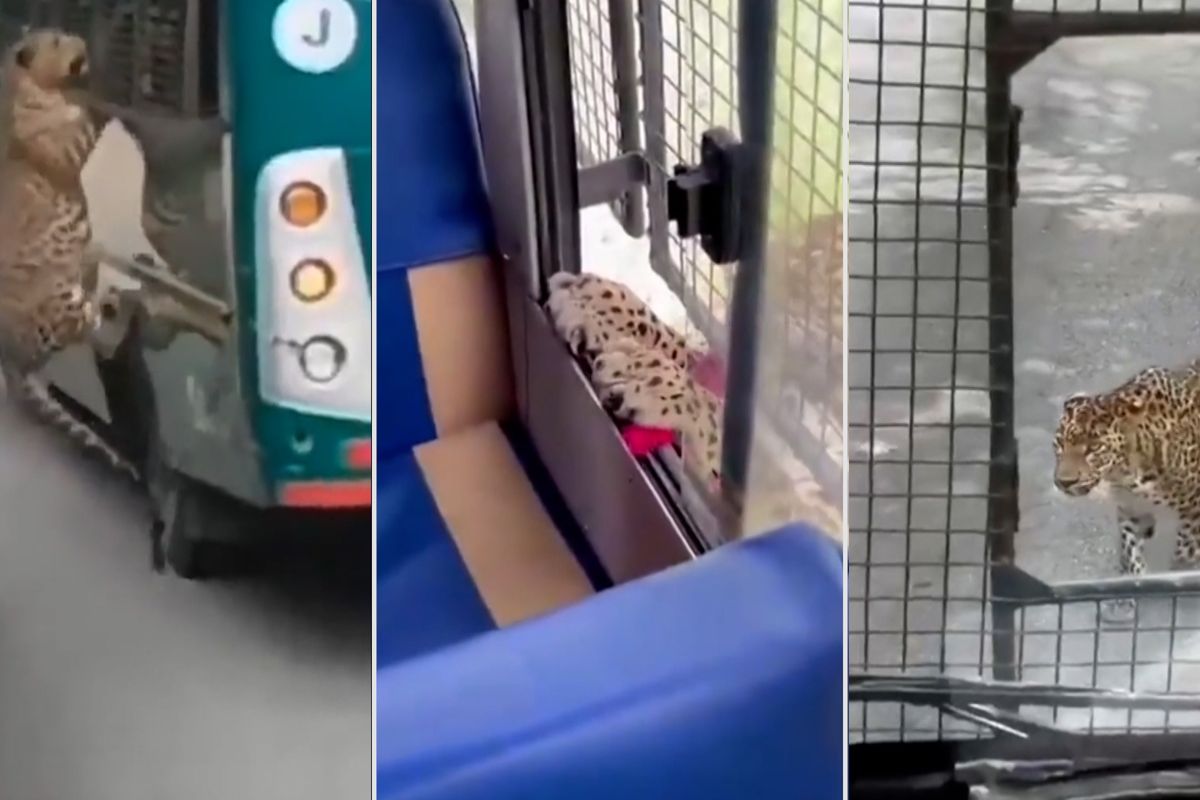 Zvědavý leopard vyskočil během safari na autobus a dral se za lidmi. Vypukla panika