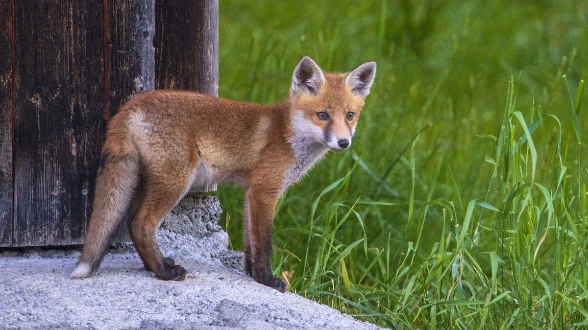 Liška spadla do telekomunikační šachty a odpojila italskou obec na čtyři dny od internetu