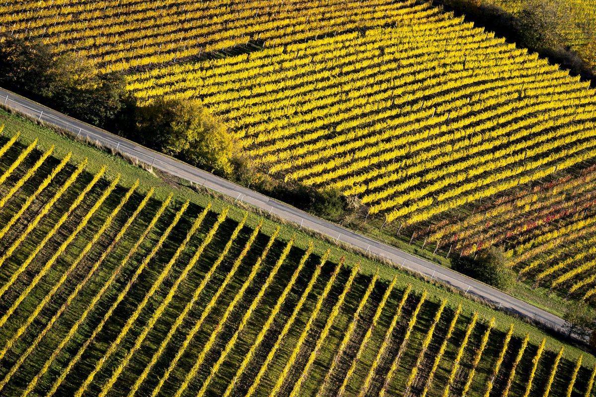 FOTO: Svatý Martin na bílém koni nepřijel, vinohrady září dál
