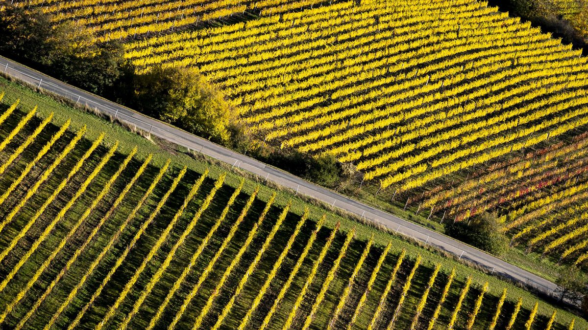 FOTO: Svatý Martin na bílém koni nepřijel, vinohrady září dál