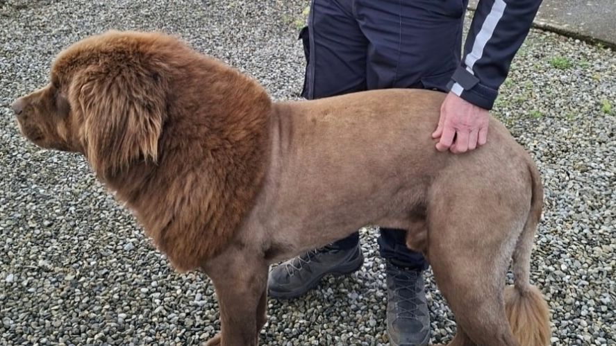 V Irsku natočili volně pobíhajícího lva. Vyklubal se z něj svérázně ostříhaný pes