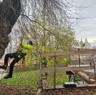 Arborista Miroslav Sedláček leze na jasan pensylvánský, aby po měření uvolnil popruhy.