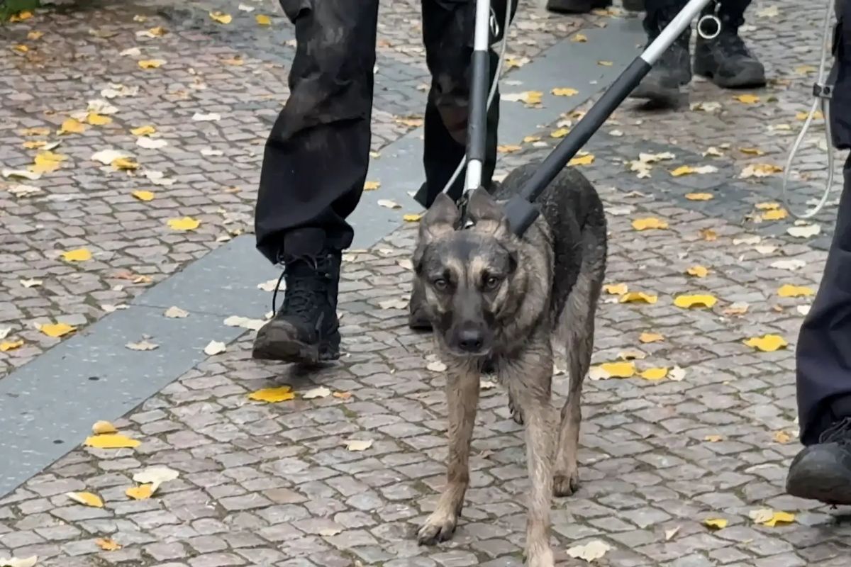 Za psa, který na pět hodin zastavil pražské metro, už dopravní podnik vymáhá škodu