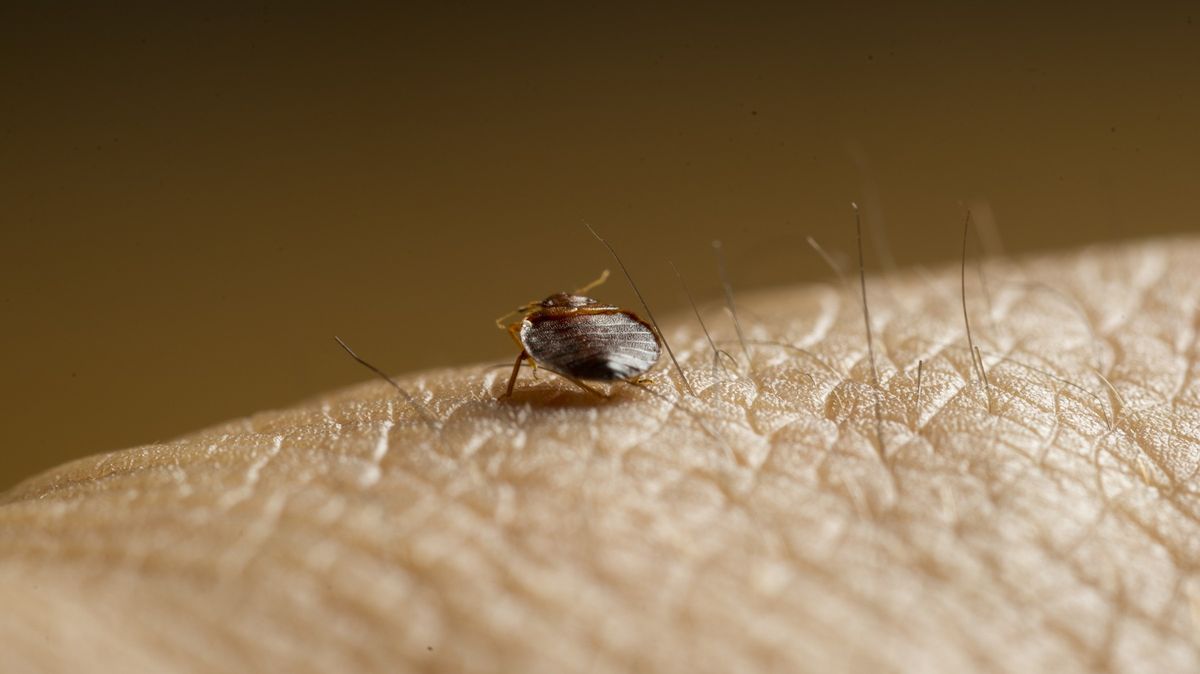 Jak v hotelovém pokoji odhalit štěnice? Stačí aktivně vydechovat na postel