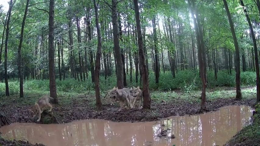 V Ralsku se po pětileté pauze narodila vlčata, mláďata hlásí i z dalších částí Česka