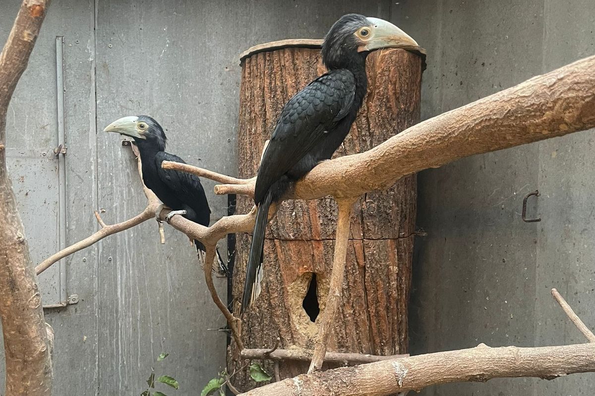 Olomoucká zoo poprvé úspěšně odchovala mláďata vzácných zoborožců malajských