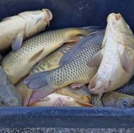 Žďárský kapr roste do tržní velikosti obvykle čtyři roky a má vyzrálejší maso.