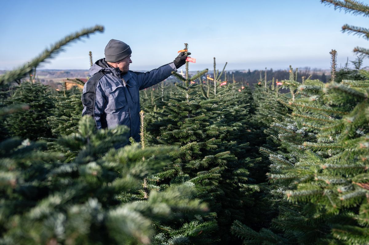 FOTO: Roky péče o vánoční stromky, vyberte si přímo na plantáži