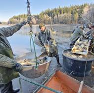 Rybářům prošlo rukama zhruba 200 metráků kapra a také dravci.