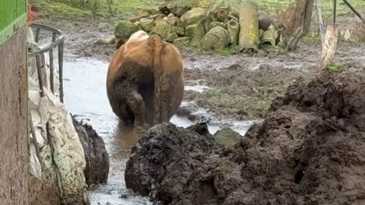 Veterináři na Trutnovsku narazili na zubožená zvířata. Chovateli hrozí vězení