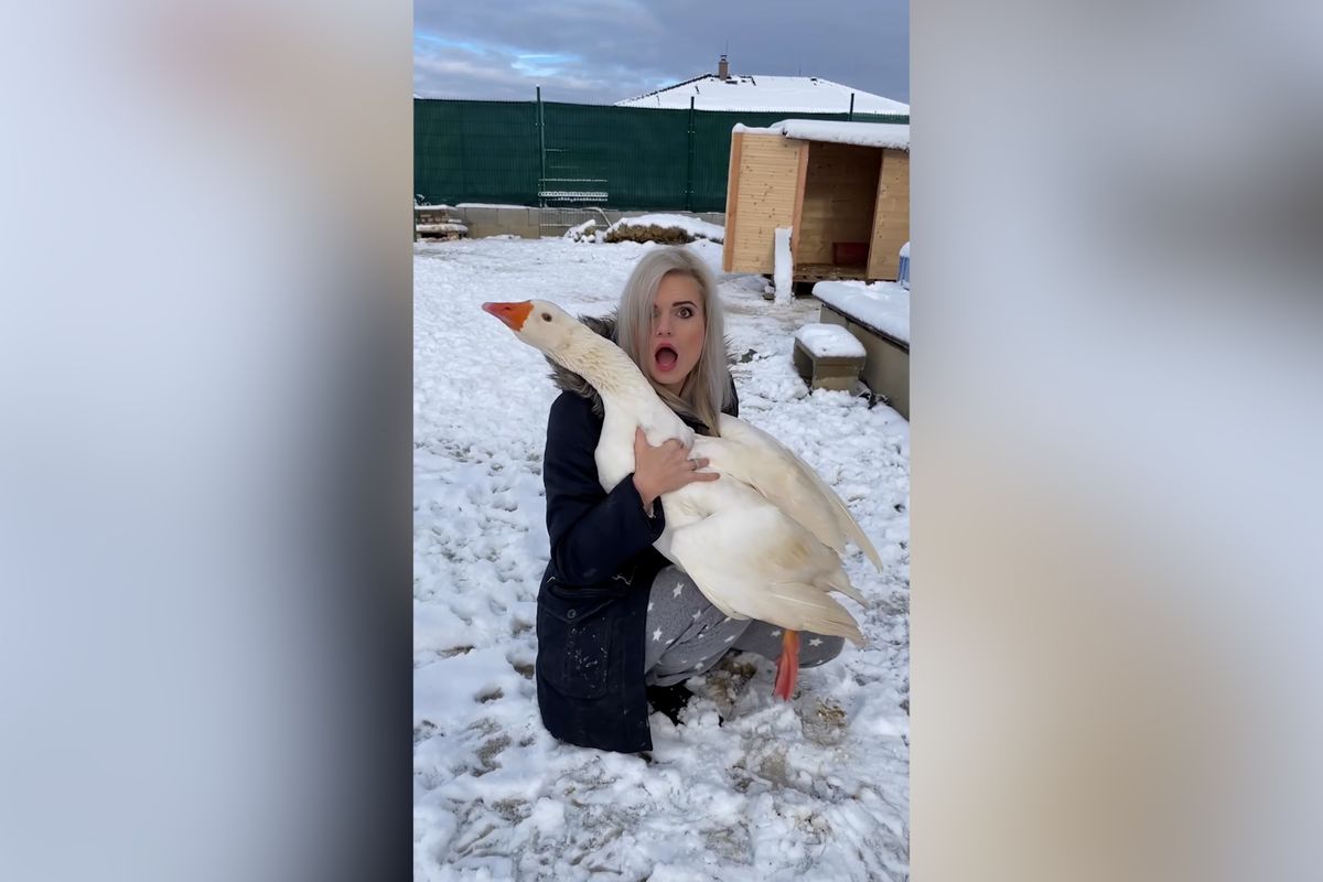 Když se z husy vyklube houser. Vtipné video z Českobudějovicka baví internet