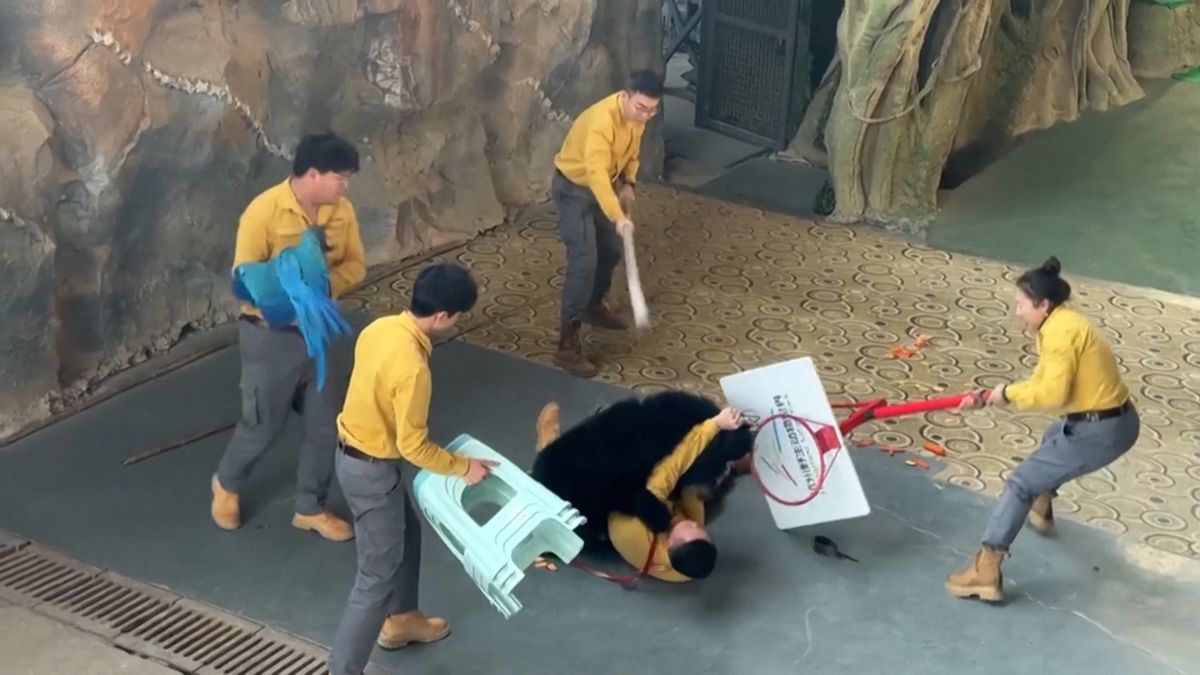 Medvěd při představení v Číně napadl krotitele. Vzájemný zápas zachytila kamera
