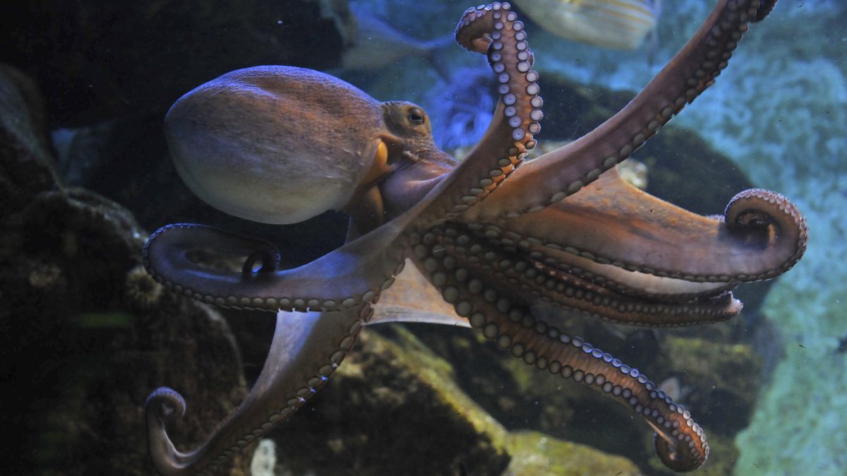 Švéd naučil chobotnici zahrát pár tónů na piano, experti však nadšení nejsou