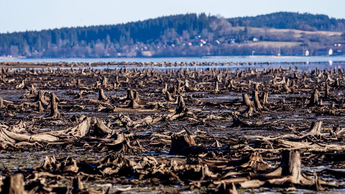 FOTO: Měsíční krajina. Sucho na Lipně odhalilo zbytky původních lesů