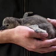 Nejnovější přírůstek. I s ním je v pražské ZOO 27 tučňáků Humboldtových. 