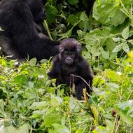 Spatřit gorily v jejich přirozeném prostředí je zážitek.