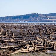 Pozůstatky dávno vykáceného lesa jsou pod hladinou dobře zakonzervované.