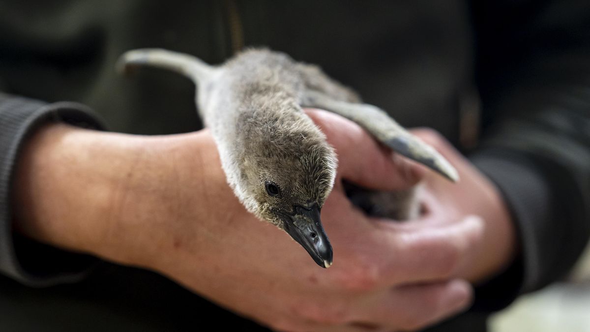 FOTO: Nejmladší tučňák v Praze je po Vánocích šestkrát těžší