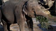 V pražské zoo krmí zvířata neprodanými stromečky, slouží jako potrava i hračka